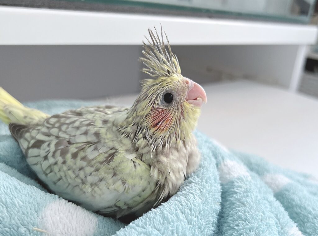 オカメインコ　シナモンパール３号　１